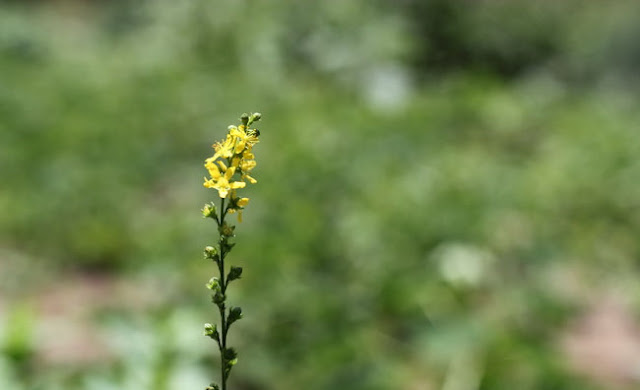 Agrimony Flowers Pictures