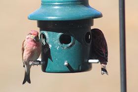 purple finches at feeder