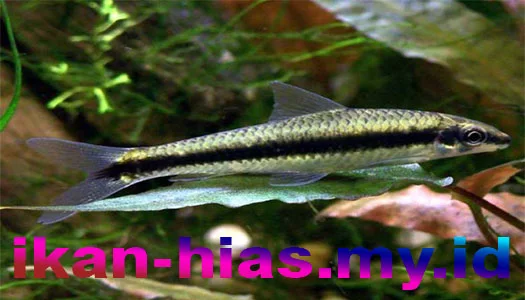 ikan Siamese Algae Eater