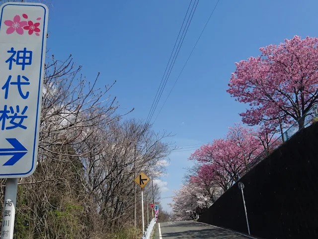 神代桜案内看板