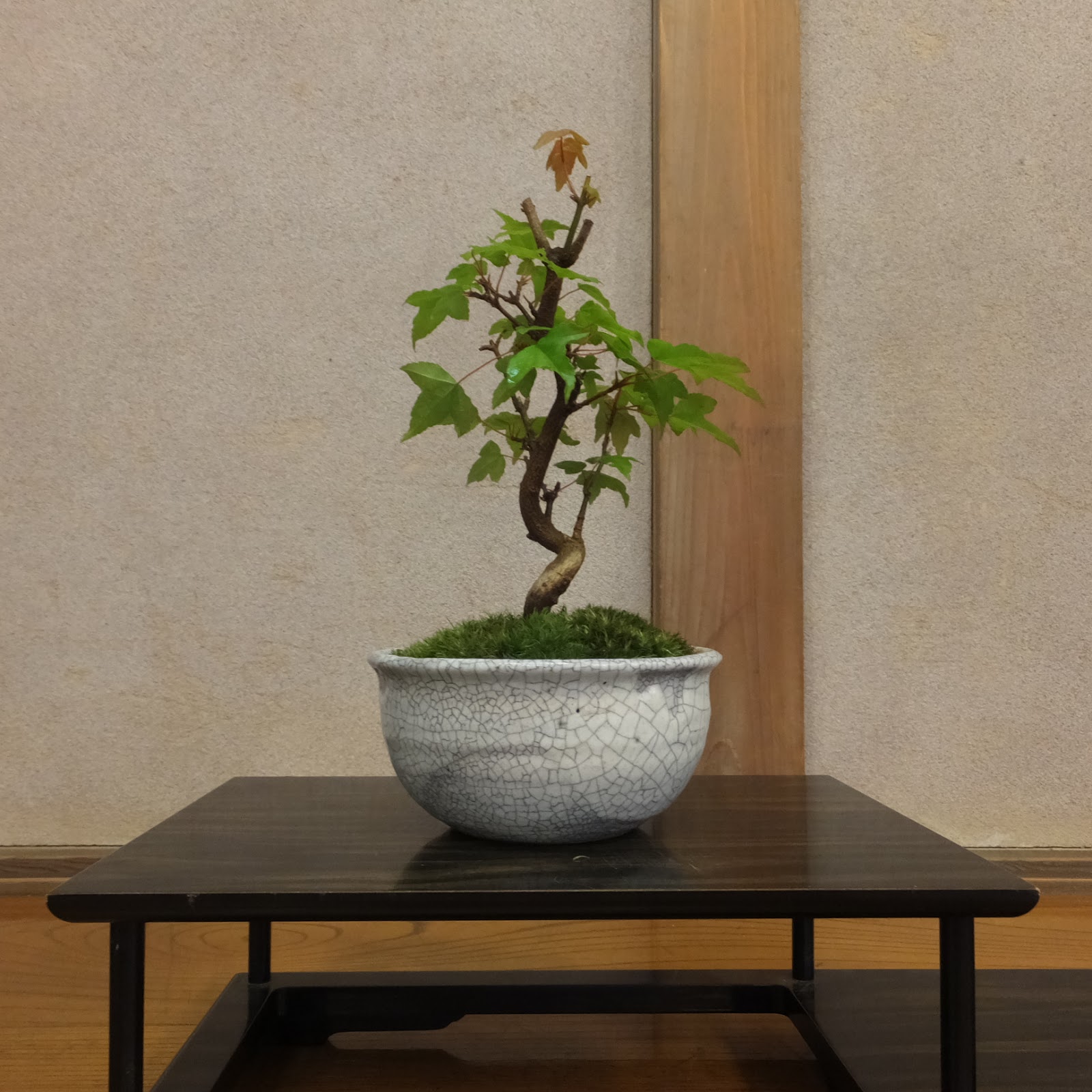 風薫盆栽の部屋 荒野と化したカエデの盆栽の苔を春らしく張替えます