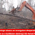 Indonésie : Un Orang-outan attaque un bulldozer qui rase sa forêt 