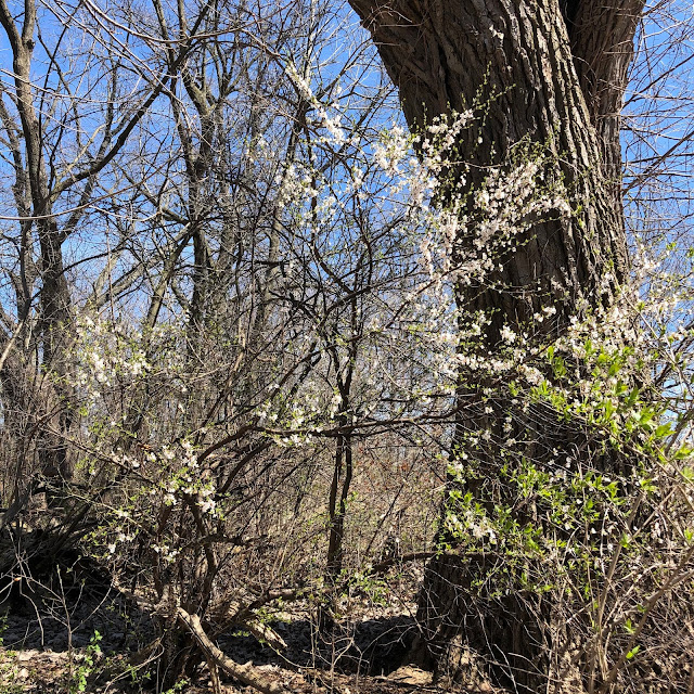 Blooming trees at Heron Creek Forest Preserve