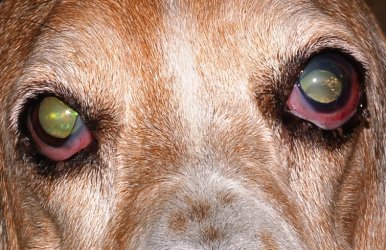 Dog Eye Diseases1