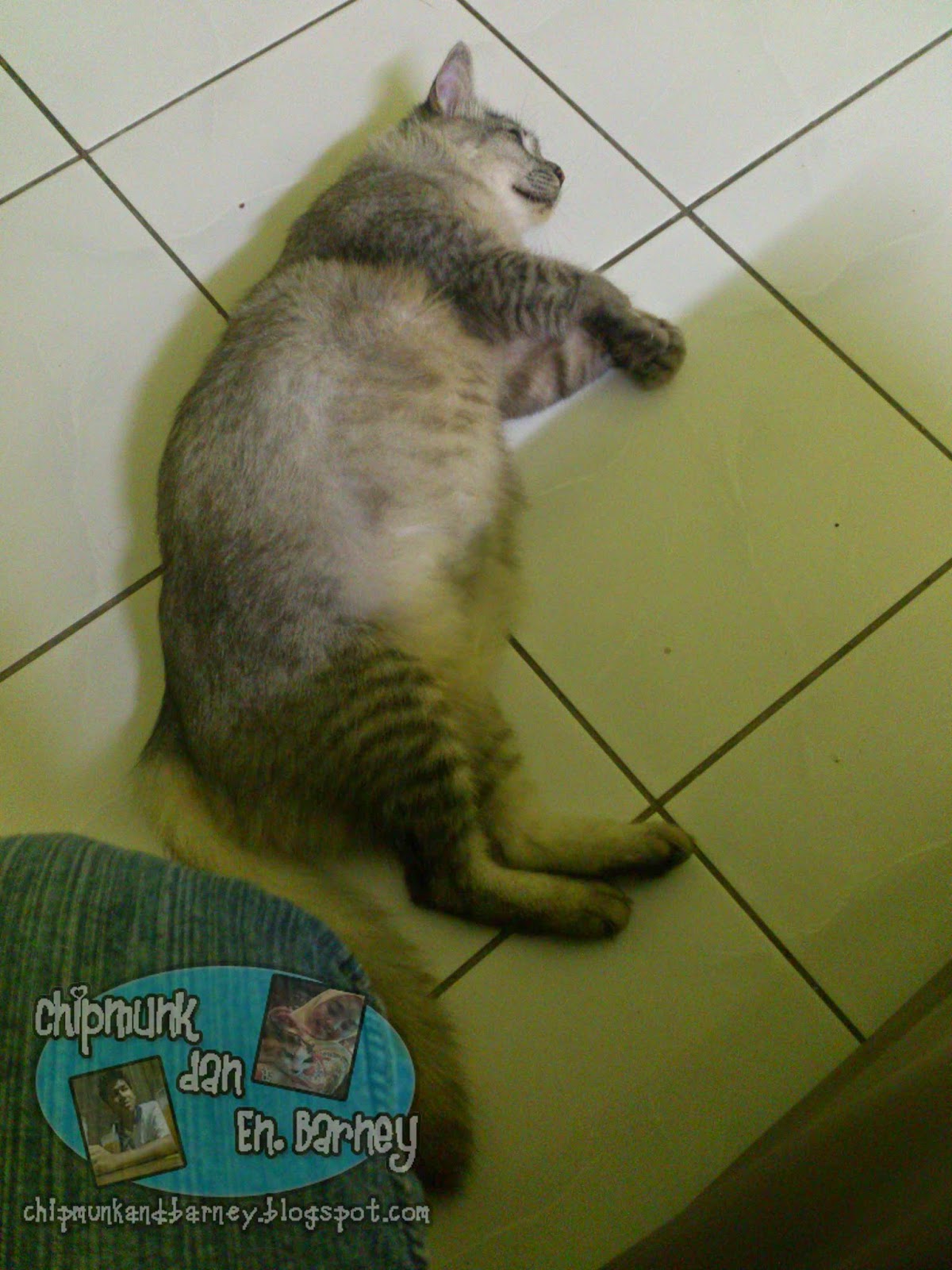 All About Life Ibu Kucing Kelabu Yang Gemok Mok Mok