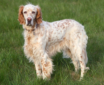 english setter pictures