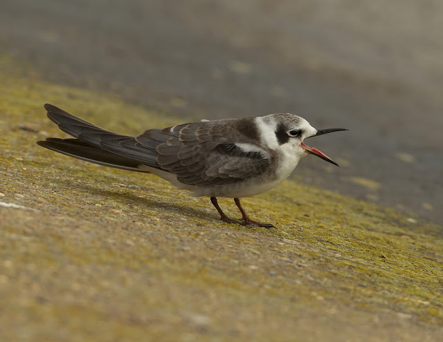 Bird Watching Diary