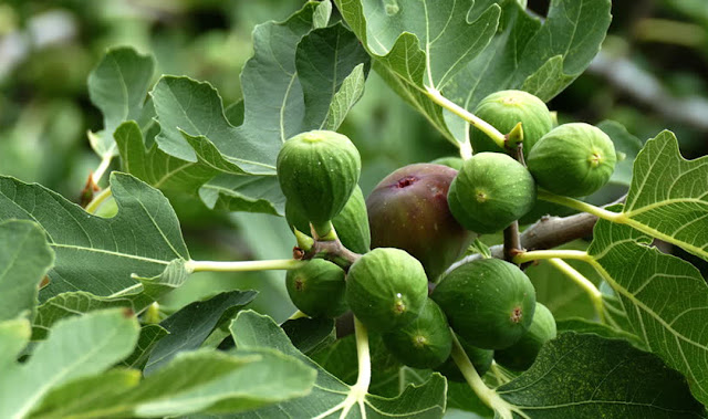 Fig (Ficus carica) अंजीर