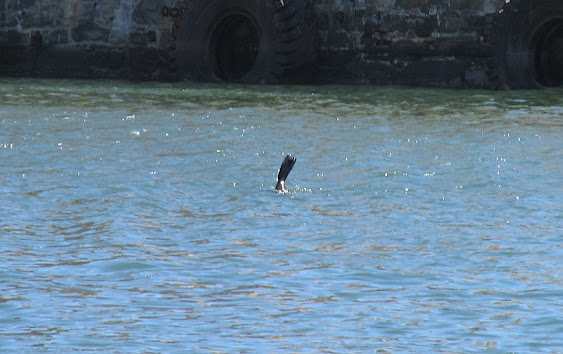 Cape Fur Seal (Arctocephalus pusillus), in Waterfront, Cape Town