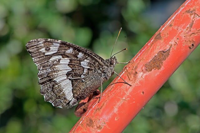 Brintesia circe the Great Banded Grayling butterfly