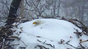 VIDEO: Un águila calva incuba sus huevos pese a estar prácticamente enterrada en la nieve