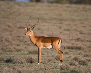 Impala - Facts, Diet, Habitat