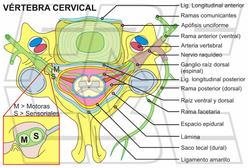 Vista axial, anatomía del raquis cervical