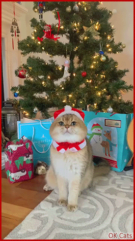 Xmas cat GIF • Meowy Christmas from 'Maple' and all of us to all cat lovers! 🥰🎄🎁
