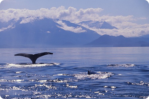 alaska_sea_cruise