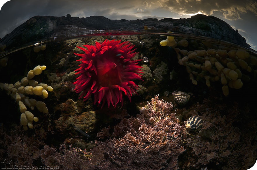 iZdesigner.com - Nghệ thuật nhiếp ảnh dưới nước tuyệt đẹp bởi Matty Smith
