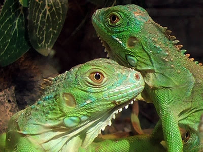  o Iguana iguana ou Iguana Verde como popularmente conhecido 