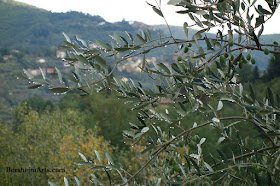 Tuscan Raindrops Water After Storm Olive Trees