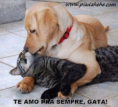 Cão abraçando uma gata