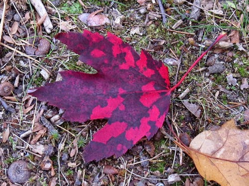 red maple leaf