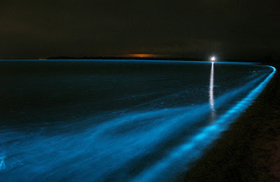 fitoplancton bioluminiscente