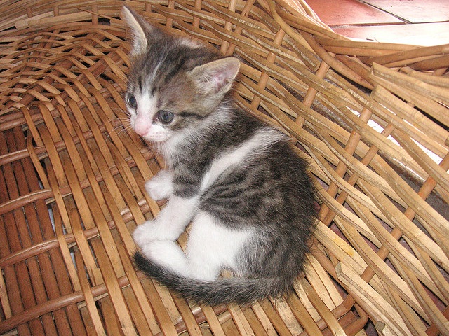 Pictures of Cute kittens