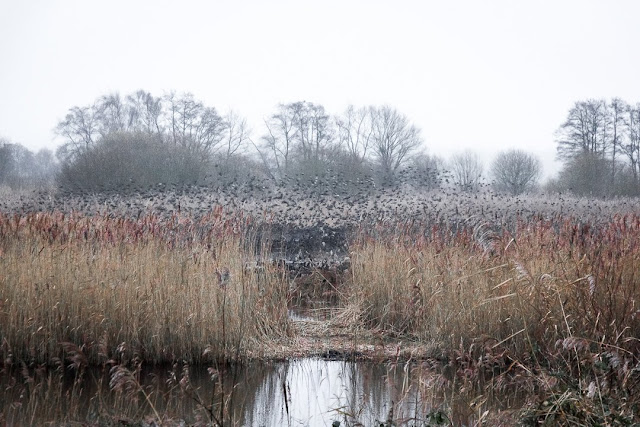 murmurations, starlings, winter, Ham Wall, RSPB, birds