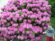 This rhododendron sits there all year, and for a couple of weeks every year .