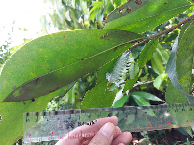 Attacus atlas larva on soursop leaf