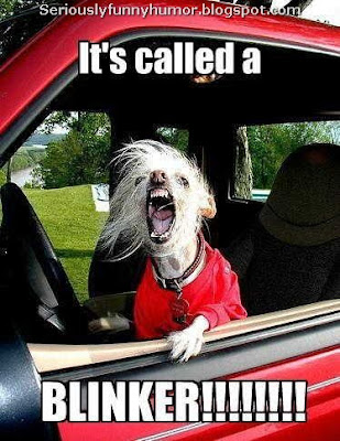 dog-bark-car-called-blinker