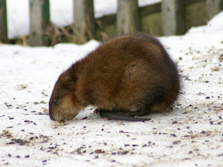 Ondatra zibethicus - Rat musqué - Rat d'Amérique