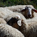 Πρέβεζα:Έκλεψε ....68 πρόβατα 