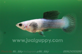 Jual Guppy Panda,  Harga Guppy Panda,  Toko Guppy Panda,  Diskon Guppy Panda,  Beli Guppy Panda,  Review Guppy Panda,  Promo Guppy Panda,  Spesifikasi Guppy Panda,  Guppy Panda Murah,  Guppy Panda Asli,  Guppy Panda Original,  Guppy Panda Jakarta,  Jenis Guppy Panda,  Budidaya Guppy Panda,  Peternak Guppy Panda,  Cara Merawat Guppy Panda,  Tips Merawat Guppy Panda,  Bagaimana cara merawat Guppy Panda,  Bagaimana mengobati Guppy Panda,  Ciri-Ciri Hamil Guppy Panda,  Kandang Guppy Panda,  Ternak Guppy Panda,  Makanan Guppy Panda,  Guppy Panda Termahal,  Adopsi Guppy Panda,  Jual Cepat Guppy Panda,  Kreatif Guppy Panda,  Desain Guppy Panda,  Order Guppy Panda,  Kado Guppy Panda,  Cara Buat Guppy Panda,  Pesan Guppy Panda,  Wisuda Guppy Panda,  Ultah Guppy Panda,  Nikah Guppy Panda,  Wedding Guppy Panda,  Flanel Guppy Panda,  Special Guppy Panda,  Suprise Guppy Panda,  Anniversary Guppy Panda,  Moment Guppy Panda,  Istimewa  Guppy Panda,  Kasih Sayang  Guppy Panda,  Valentine  Guppy Panda,  Tersayang Guppy Panda,  Unik Guppy Panda, 