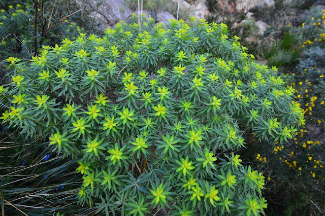 Euphorbia dendroides