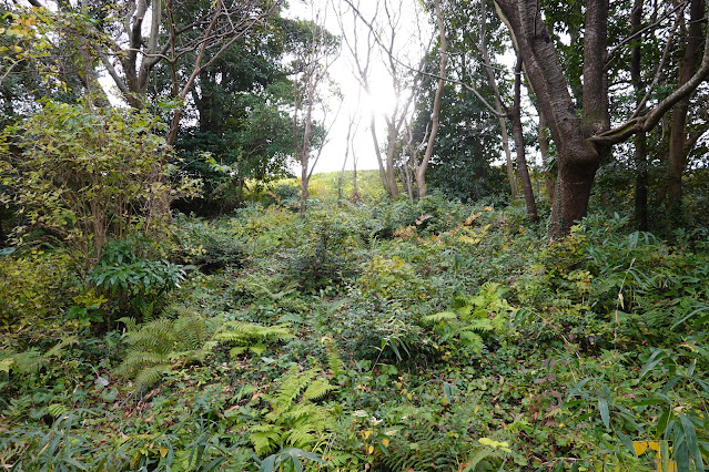 鳥取県西伯郡大山町富岡 むきばんだ史跡公園 弥生の森