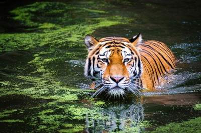 Tiger Facts in Hindi