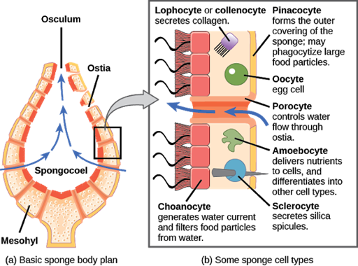 Modelo de la estructura interna y tipos de célula de una esponja.