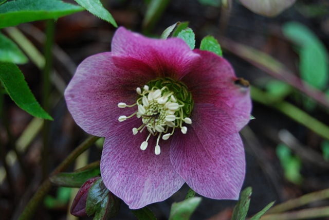 Kew hellebore (2)