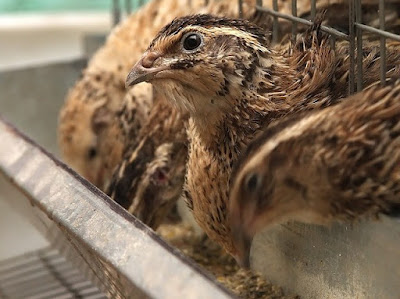 Peluang Usaha Beternak Burung Puyuh Petelur