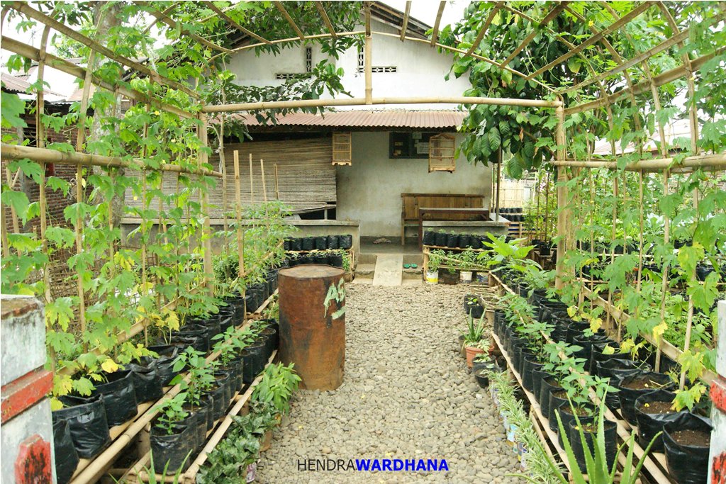 Kebun Inspirasi Ipan Sandi 17 Ide Kreatif Bikin Kebun Sayur Di Rumah Sendiri