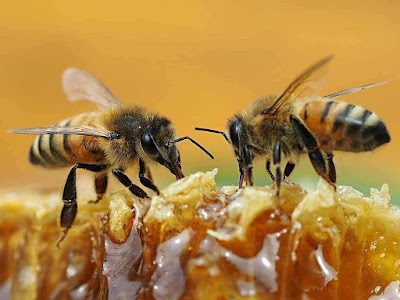 how to start honey bee business