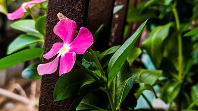 Picture of Madagascar periwinkle