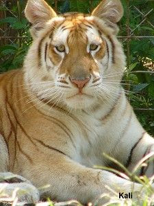  tigres-de-bengalas, pelo amarronzado, com listras marrons escuras, quase negras, tigre dourado tem o pelo amarelado, com listras não tão amarronzadas. gene do tigre-branco, descendentes, tigre-dourado, 30 tigres dourados em cativeiro, genes, genética, cruzamento entre espécies diferentes, natureza, subespécies, mutação genética, tigre-branco, 