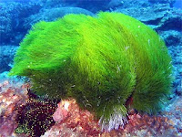 Plants in the Coral Reef