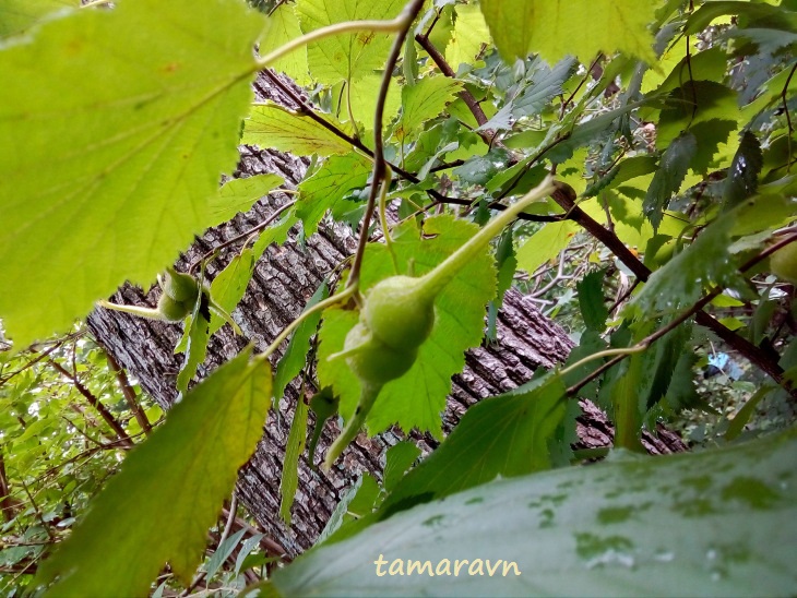 Лещина маньчжурская (Corylus mandshurica, =Corylus sieboldiana var. mandshurica)