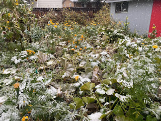 Snow on Squash