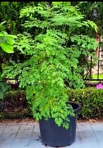 Moringa oleifera Tree
