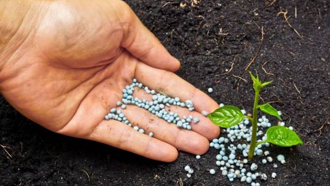 Application of Phosphorus