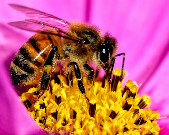 Bee Antena! by Danny Perez Photography from flickr (CC-NC-ND)