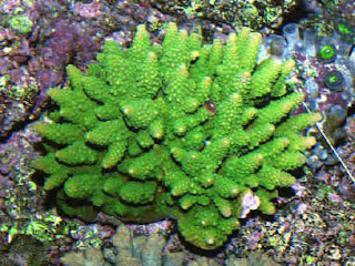 Green Coral,colonias,perfumes,fragancias,olor,olores